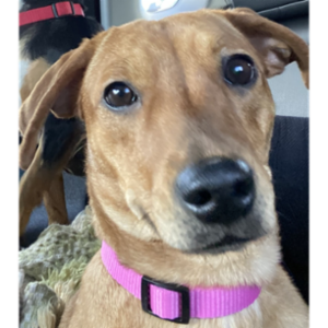 D & R Insurance Agency Inc.'s logo